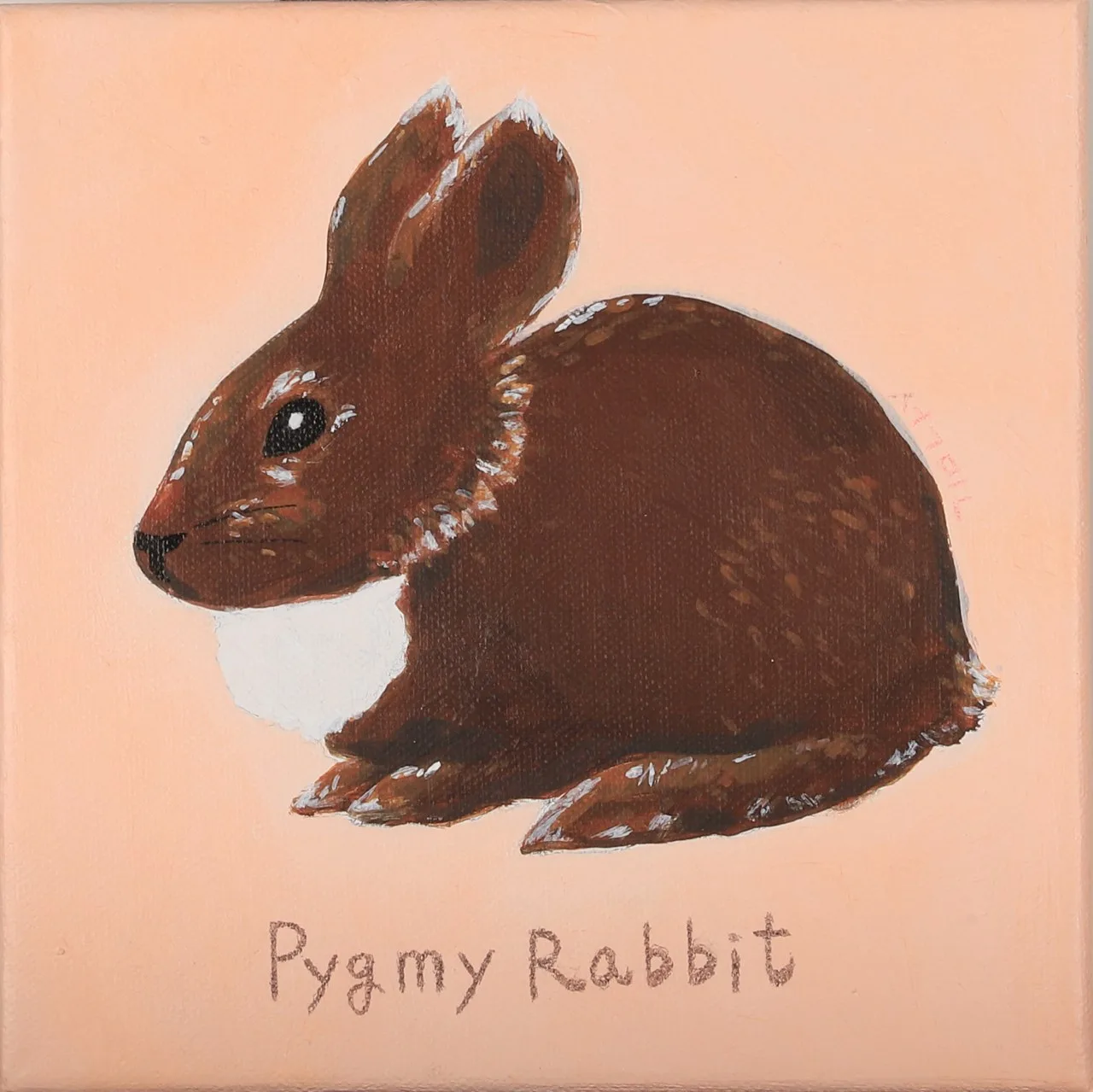 Not Just Another Rabbit